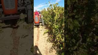 Harvest of Cabernet Sauvignon 2020 ongoing