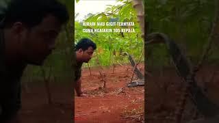 DIKIRA MAU GIGIT KING COBRA INI NGAJAK TOS KE PANJI