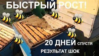 Ускоренное развитие весной / результат!!!!/Пасека 2018/ пчелы