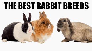 Top 10 Most Affectionate Rabbit Breeds!