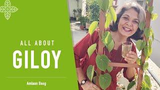 All About Giloy | गिलोय- बेल एक, चमत्कारी गुण अनेक