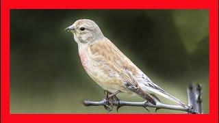 Eurasian Linnet Song! Eurasian Linnet Call! Eurasian Linnet Sound! Eurasian Linnet Singing!