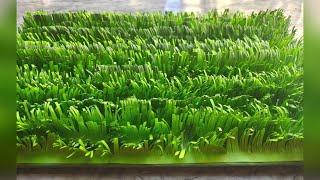 DIY Artificial Grass | How To Make Artificial Paper Grass At Home