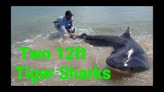 2 Sharks over 12ft, in 2hrs, Landbased Shark fishing