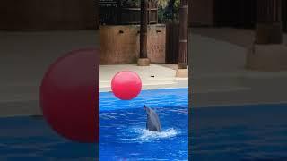 dolphin playing with people amazing  movment #short video #youtube short #short