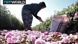 Rose industry blossoms in Turkey's Isparta | Money Talks