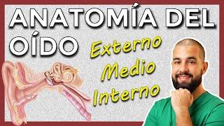 Anatomía del OÍDO externo, medio e interno