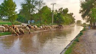 Shahkot Punjab Pakistan Timelapse. 1080p [HD]