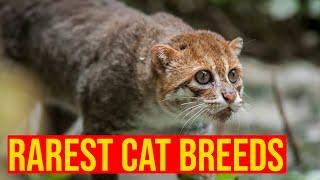 10 Rarest Cat Breeds In The World/ All Cats
