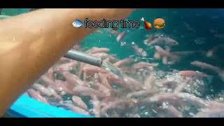 DIY project, RAS for high density red tilapia farming | inang talapia merah | budidaya nila merah |