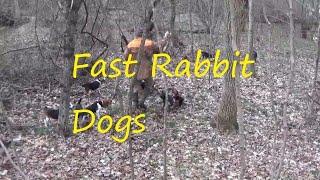 Rabbit Hunting with  Great Beagles EP#4/ Beagles chasing rabbits Rabbit Hunting with great dogs