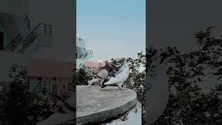 Racing Pigeons | Chill out | #kurnool #pigeons