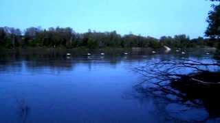 Swans on the Red River 2