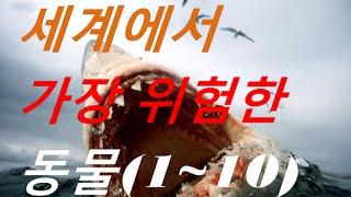 세계에서 가장 위험한 동물(Top 1~10)/The most dangerous animals in the world (L.n.S)