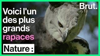 La harpie féroce est l'un des plus grands rapaces d'Amérique