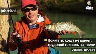 Поймать, когда не клюёт: трудовой голавль в апреле. Алексей Шанин. Anglers Practical