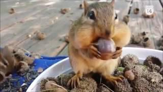 Sóc con tinh nghịch, dễ thương, đáng yêu (Playful, cute, cute squirrel)