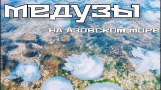 #медузы #азовскоеморе Бердянск 2021 и | Новопетровка 2021 нашествие медуз | Где отдохнуть на Азове