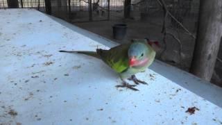 princess parrot making cute sound