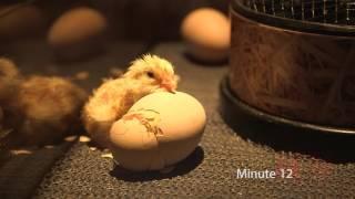 Ein Küken schlüpft aus dem Ei im Tiergarten Schönbrunn - Chick hatching I Vienna Zoo