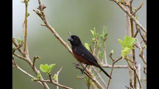 BEST TRAINING SONG "PIJE-PIJE" Picolet = Curió = Chestnut-bellied Seed-finch = Oryzoborus angolensis