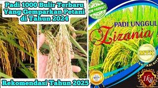 The Newest 1000 Grain Rice That Will Excite Farmers in 2024...!!