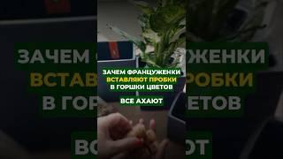 Совет от француженок - пробки в горшки цветов#цветы#сад