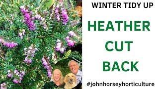 HOW TO CUT BACK HEATHER - CUTTING BACK HEATHER IN WINTER