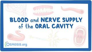 Blood and nerve supply of the oral cavity