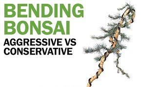 How to Bend Branches on a Bonsai Tree : Aggressive vs Conservative