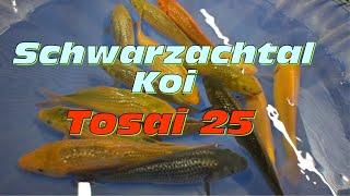 Schwarzachtal Koi! Die neuen Tosai für 2025!