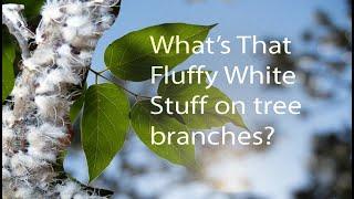 What's That Fuzzy White Stuff on Tree Branches?Branches bugs/White bugs