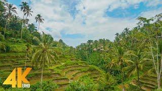 4K BALI Virtual Walking Tour - Scenic Walk Through Indonesia Rainforest and Local Villages - 4 HOURS