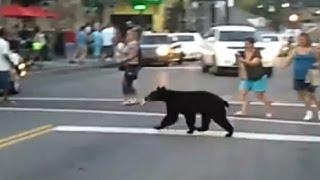 Nervous bear walks the streets of Gatlinburg, Tenn.