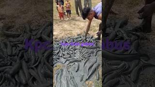 menguras ikan gabus di #pertualangan