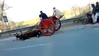 Horse Race Accident Pakistan