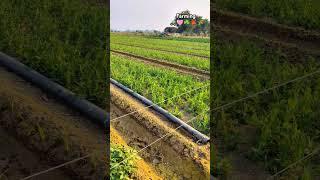 Farming 🩷🩵        #trending #love #farming #farm #viralvideo #trend #status #reels #video #village