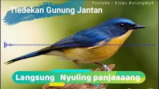 Suara burung Tledekan gacor ngerol | Kicau Burung Mp3