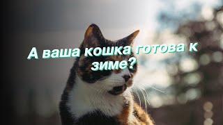 А ваша кошка готова к зиме?