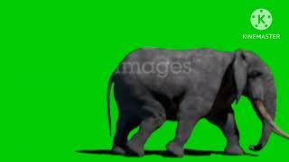 Jumanji animal stampede green screen