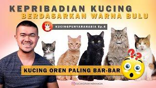 Ep 6 : Mengenal Kepribadian Kucing Dari Warna Bulunya. Orange Favorit? Calico Lebih Istimewa Lagi!