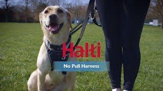 Halti No Pull Harness  - How to fit and use