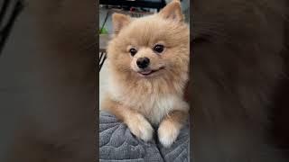 Cute dog #haru #doglover #pomeranian #cute #kawaii