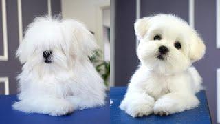 MALTESE PUPPY, FIRST GROOMING WITH SCISSOR ️️ cuteness guaranteed!