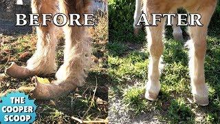 Pony With Overgrown Hooves Meets the Farrier