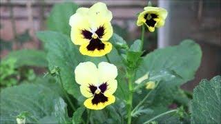 How to Grow Pansies from Seed