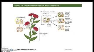 Plant Genomes