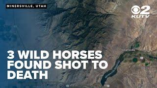 REWARD OFFERED: Three Wild Horses found shot, killed in Beaver County, Utah