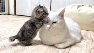 積極的に挨拶へ行く子猫を優しく受け入れる先住猫【かぐ告兄妹日記#4】An older cat gently accepts a kitten who goes to greet him.
