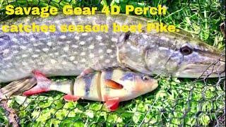 New Savage gear 4D Perch catches Biggest Pike on lure this season 2018